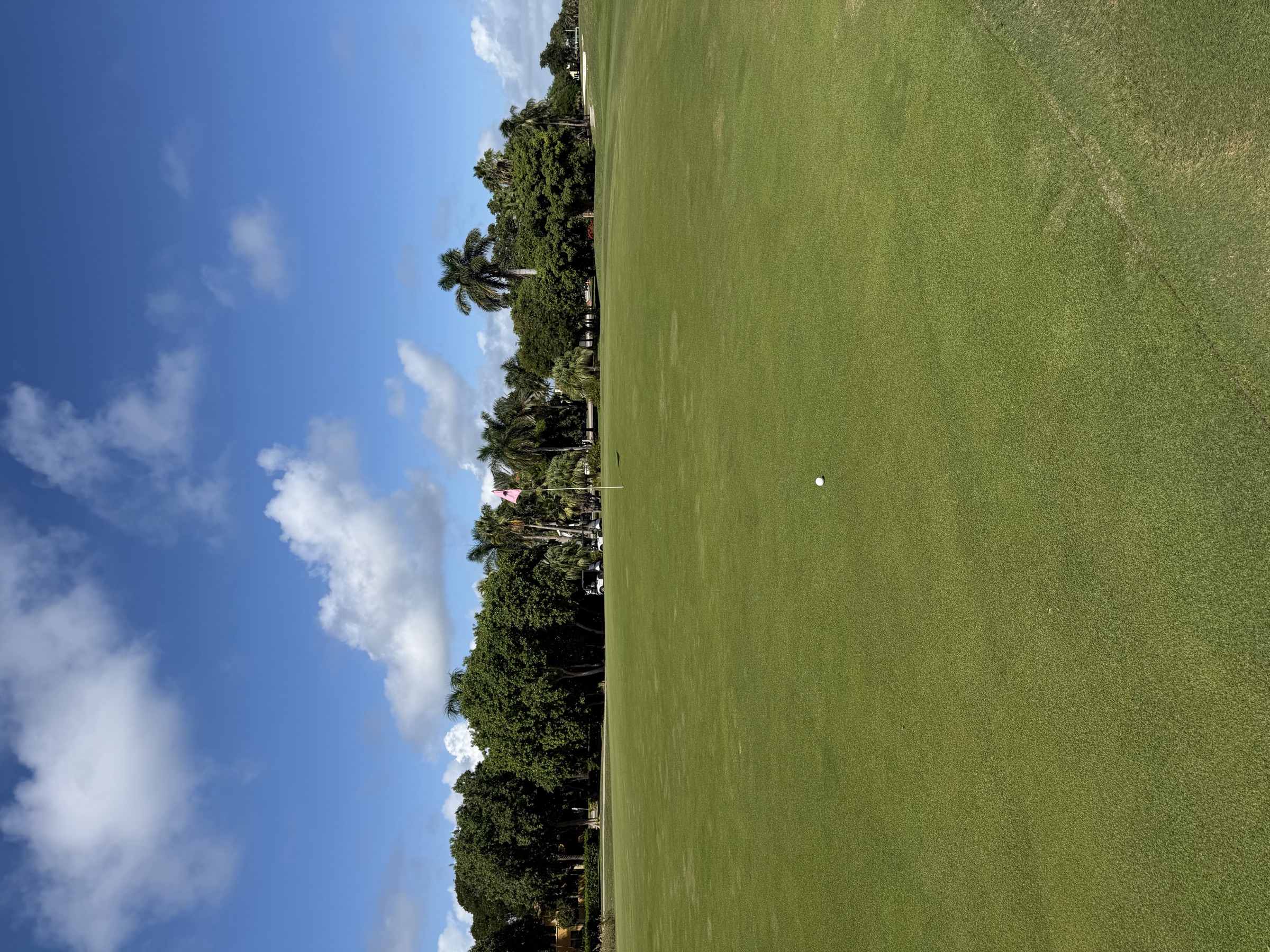 A golf ball in the fairway at Miami Beach Golf Club with a row of palms ahead